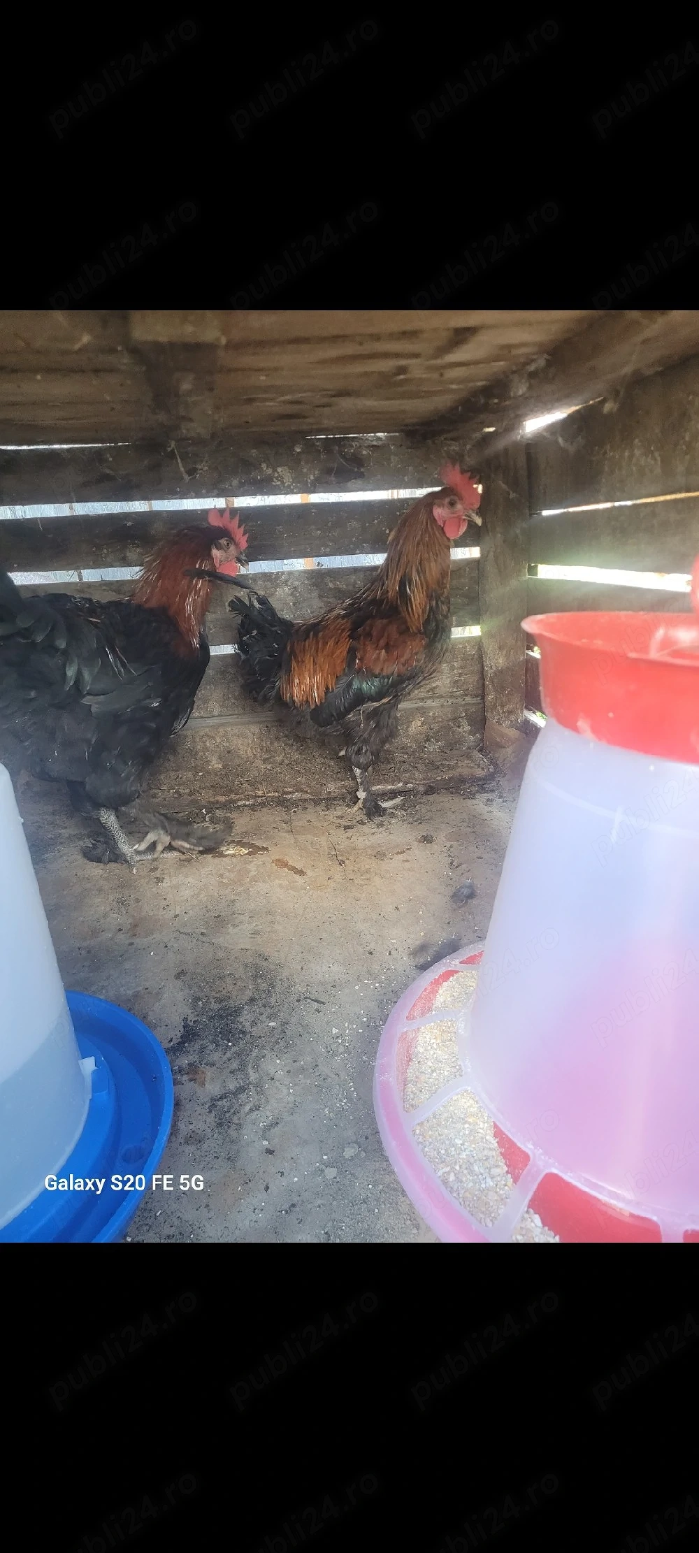 cocos marans de vanzare, rasa pura pentru reproductie