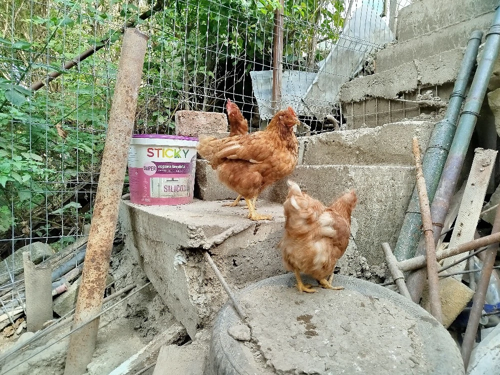 Vând zece găini, de anul trecut rachete Roșii.