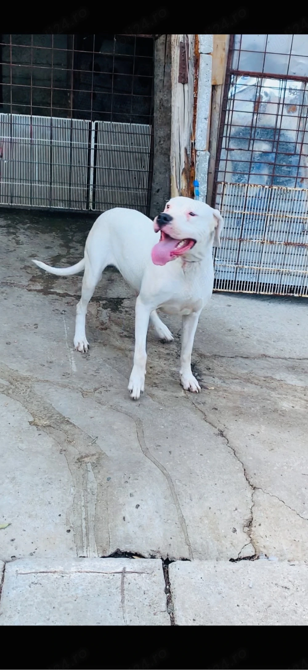 femelă dog argentinian 7 luni 