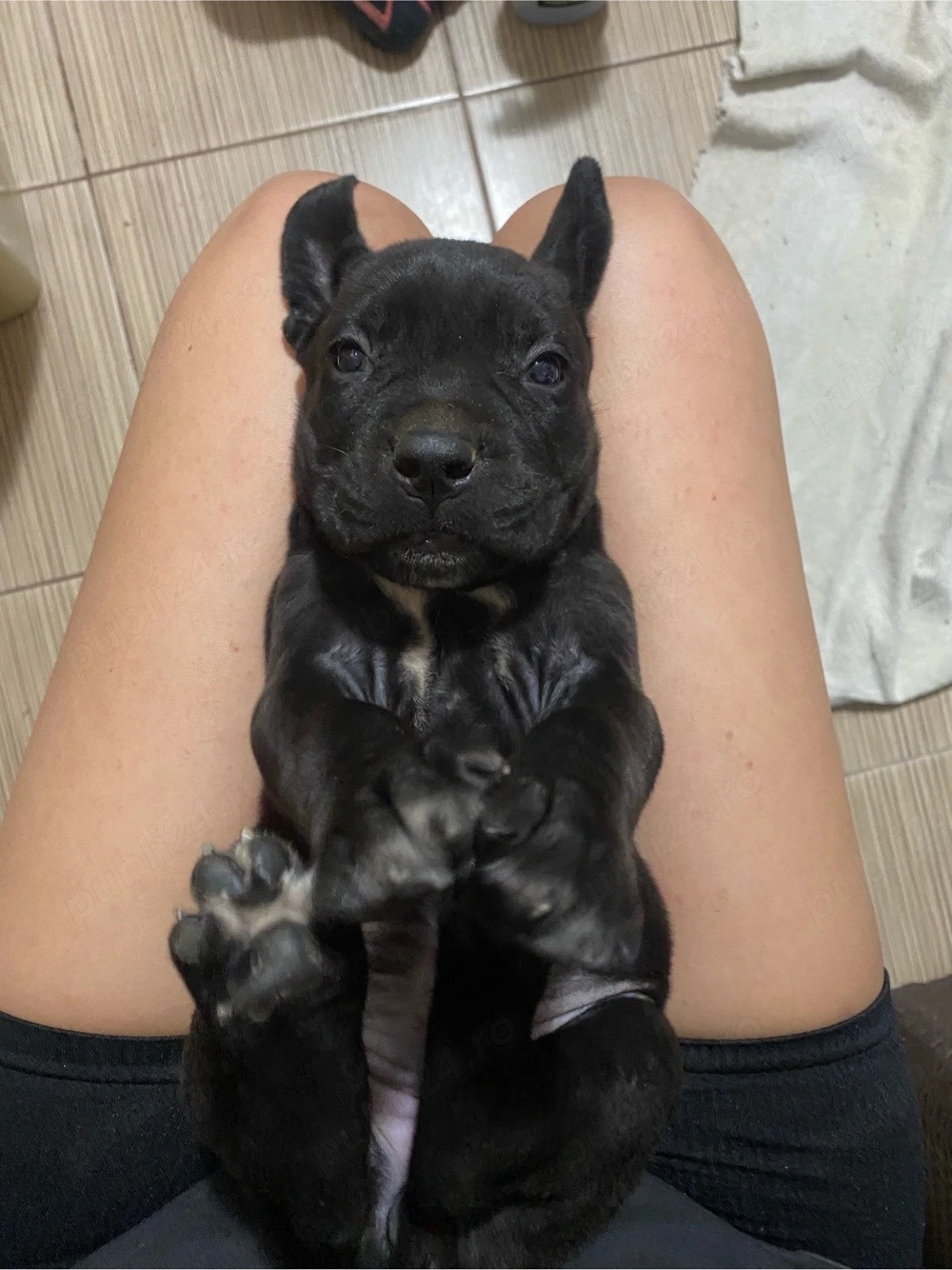 Cane Corso cauta alta casa 