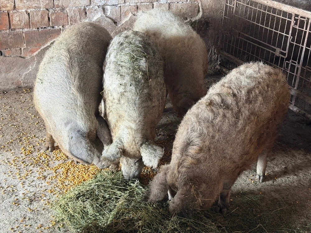 Porci Mangalita