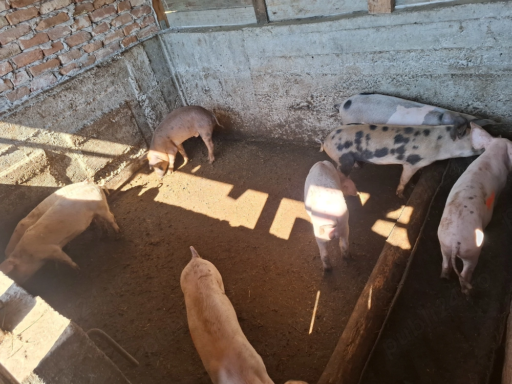 Vand purcei de 12 săptămâni castrați si deparazitați 