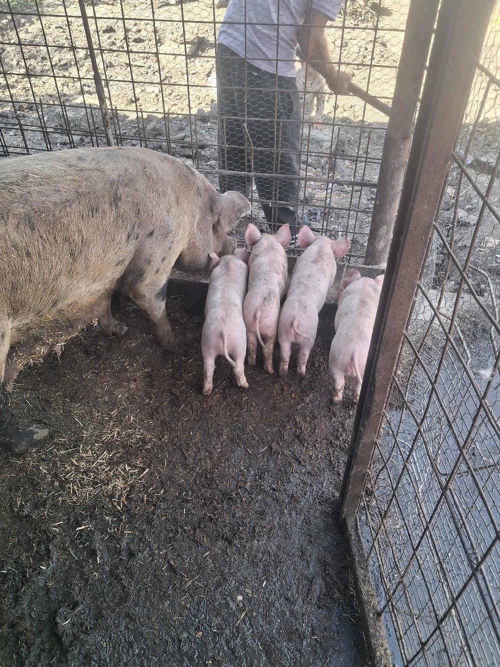purcei marele alb din monta 7 bucăți 