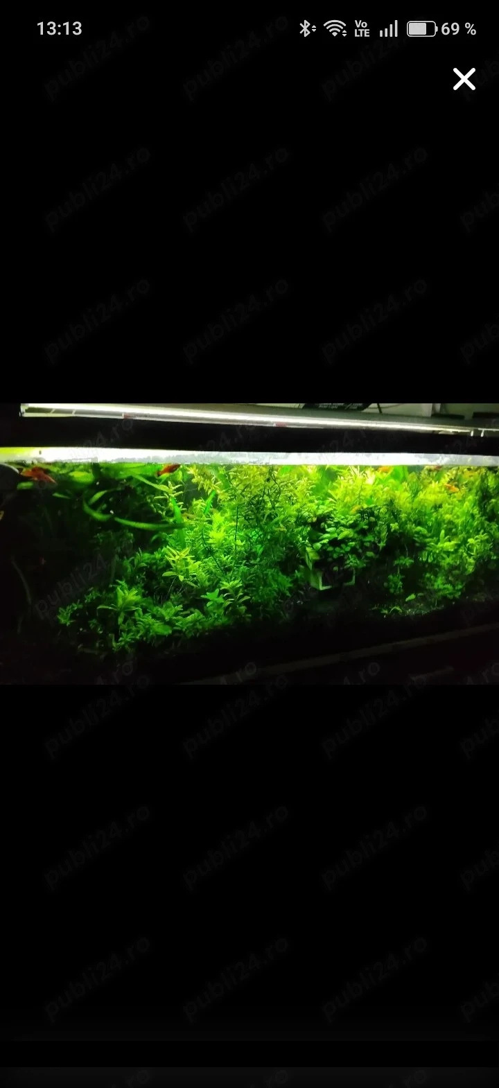 plante acvariu 