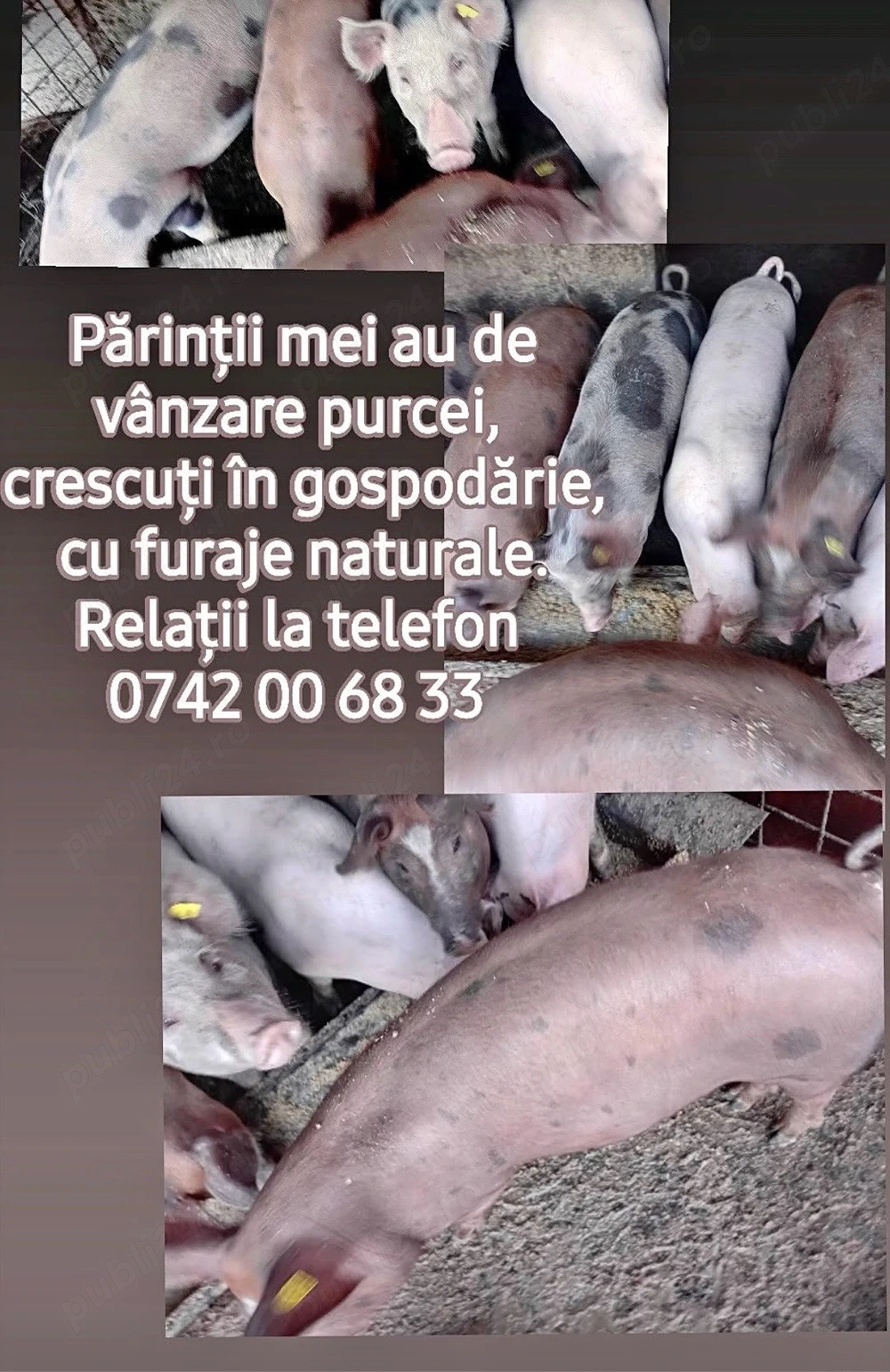 purcei de vanzare