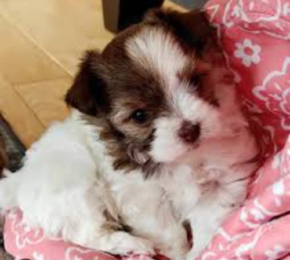 Bichon Havanez cu pedigree 