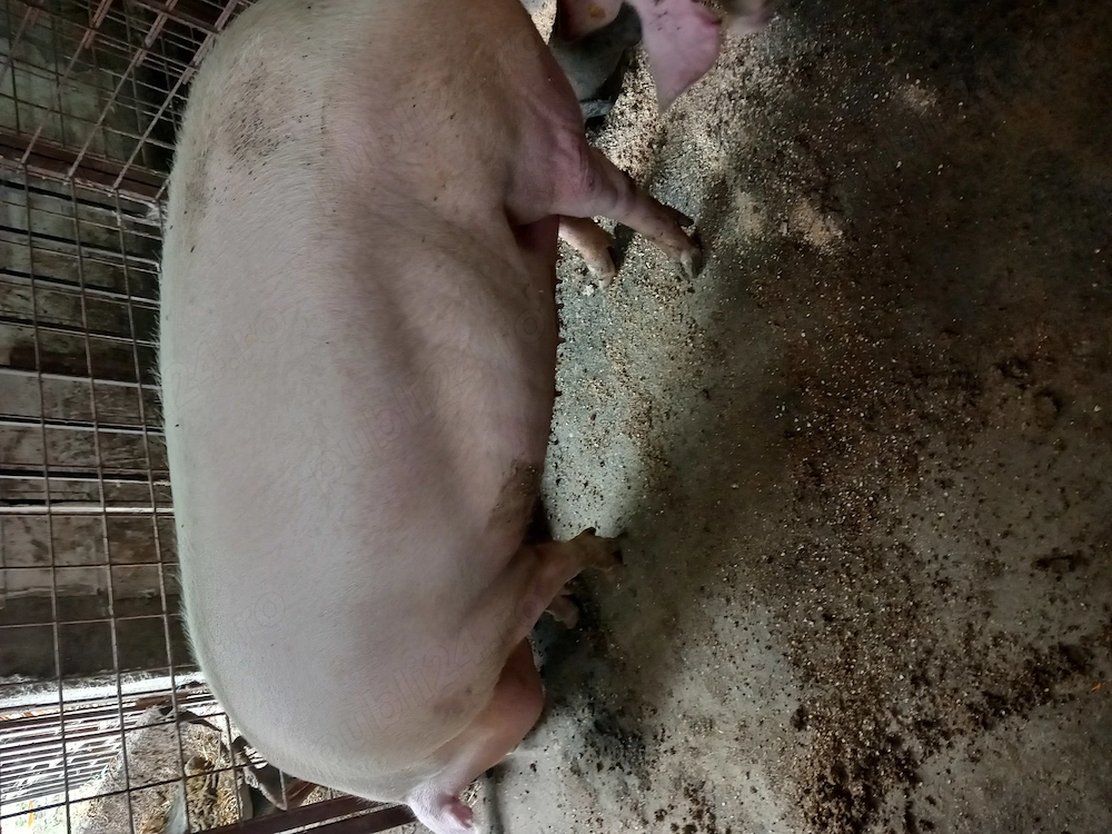 Vand porci  Schimb cu vital  