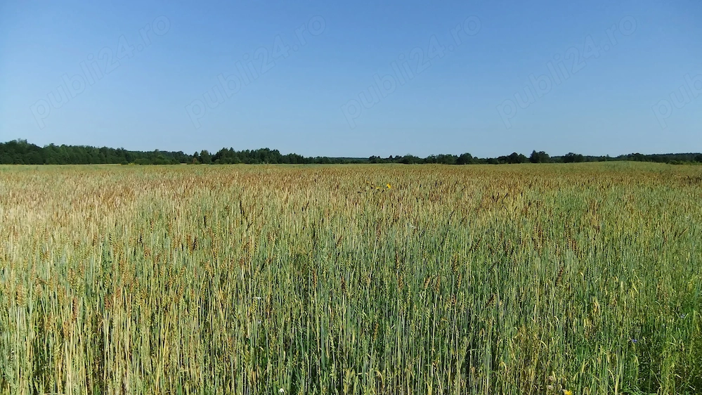 Proprietar vand 2.88 ha teren agricol Hitias (Buzias)