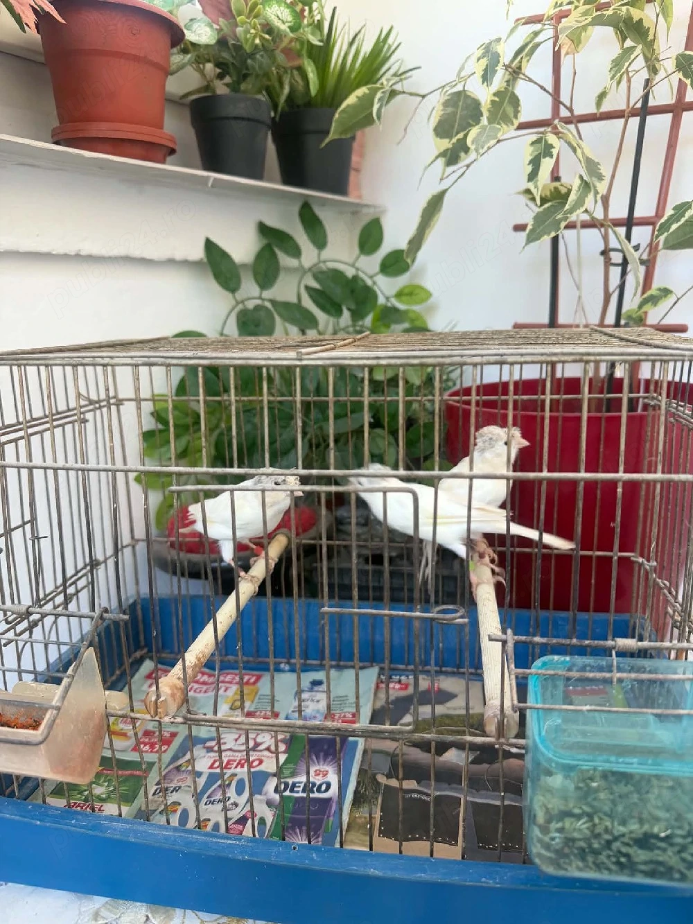 De vînzare canari albi moțați timbrado inelați cu două inele 