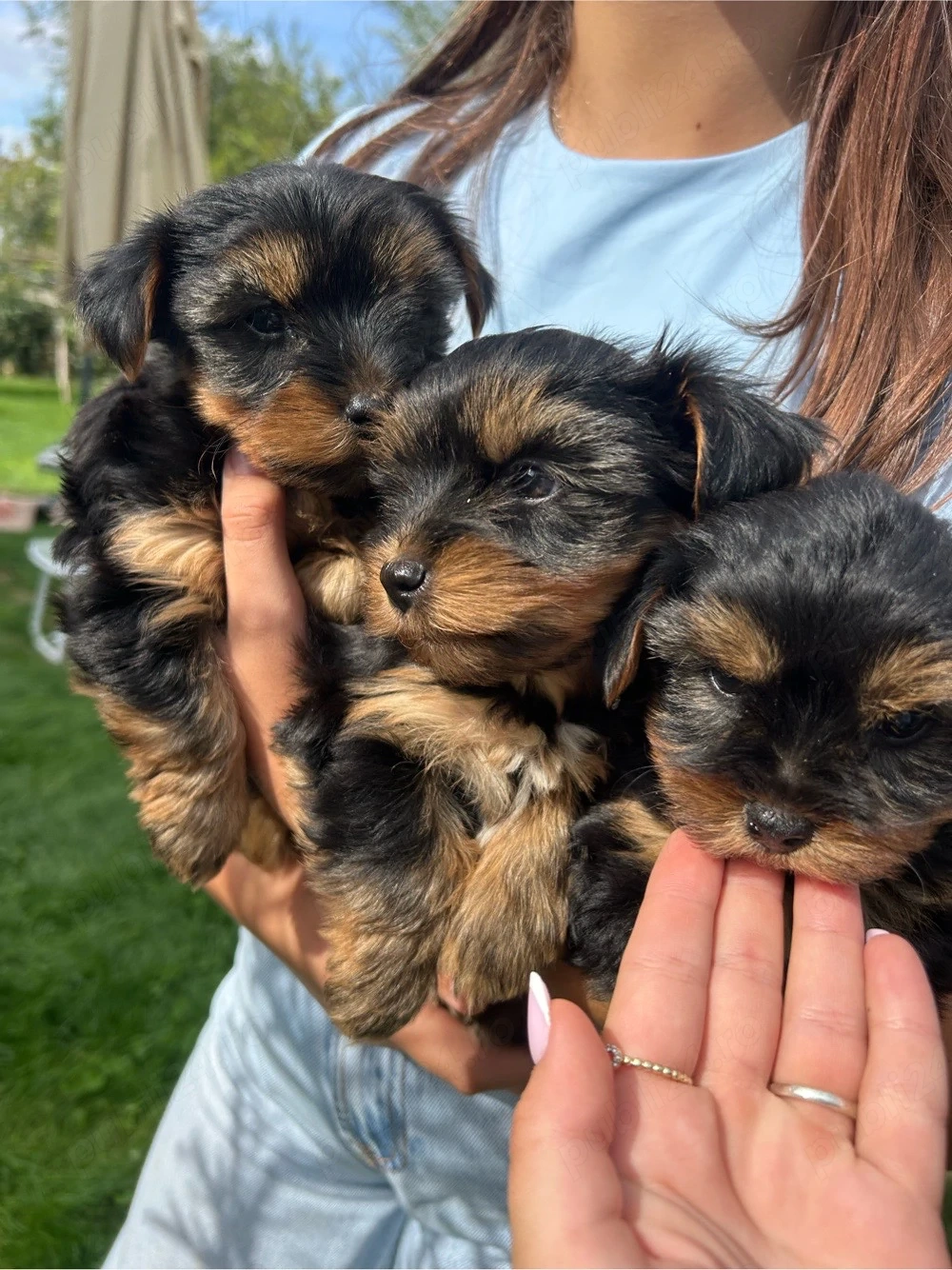    Cățeluși Yorkshire Terrier Toy   disponibili pentru o familie iubitoare