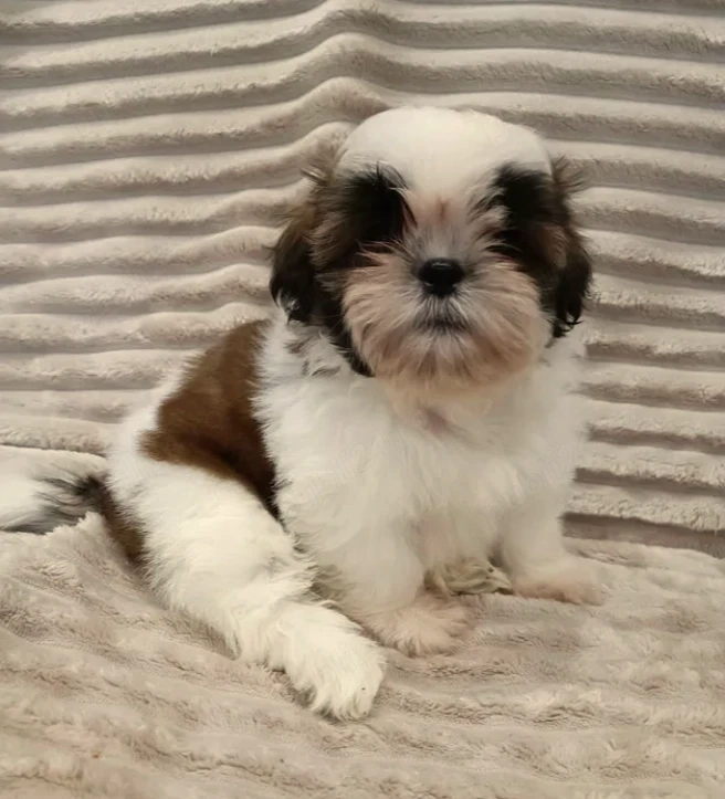 Shih Tzu - Canisa Autorizata