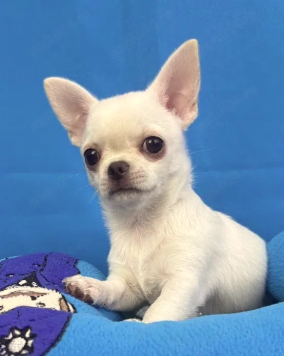 Chihuahua - Canisa Autorizata