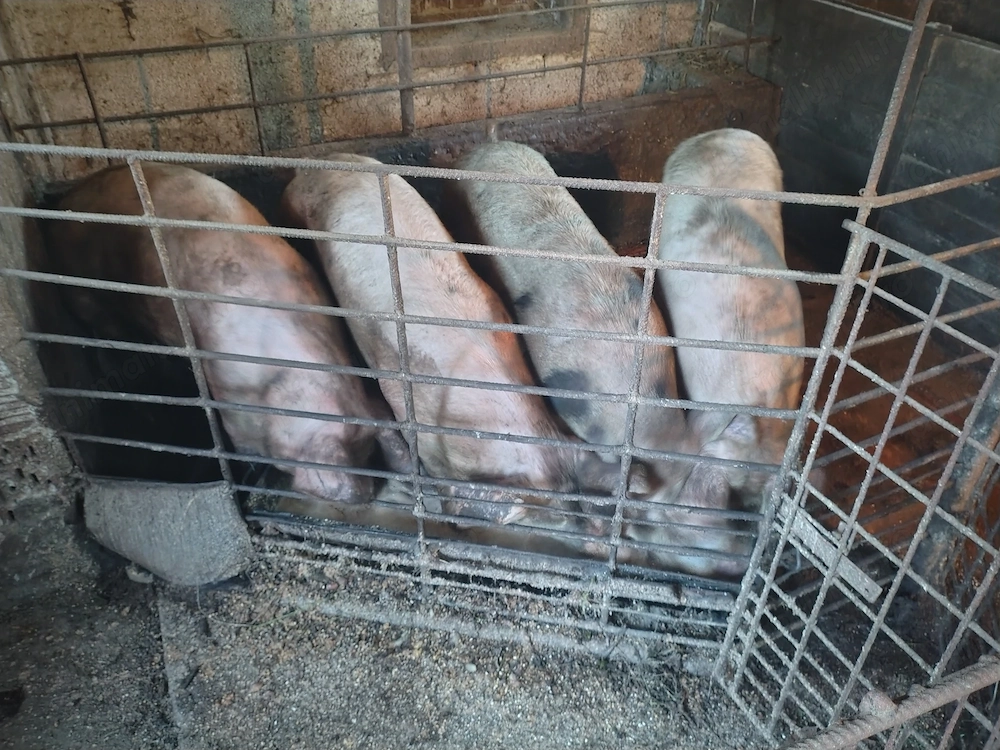 Porci de vânzare Maramureș Bontaieni