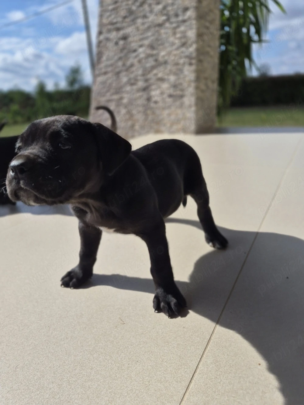Pui cane corso