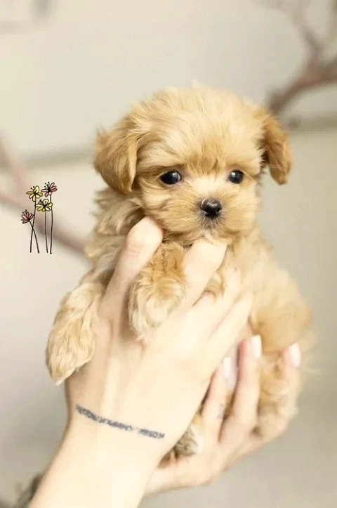 Maltipoo - Canisa Autorizata