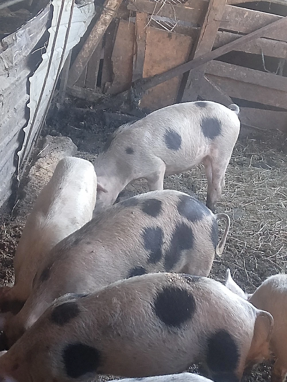 Godani de vânzare 