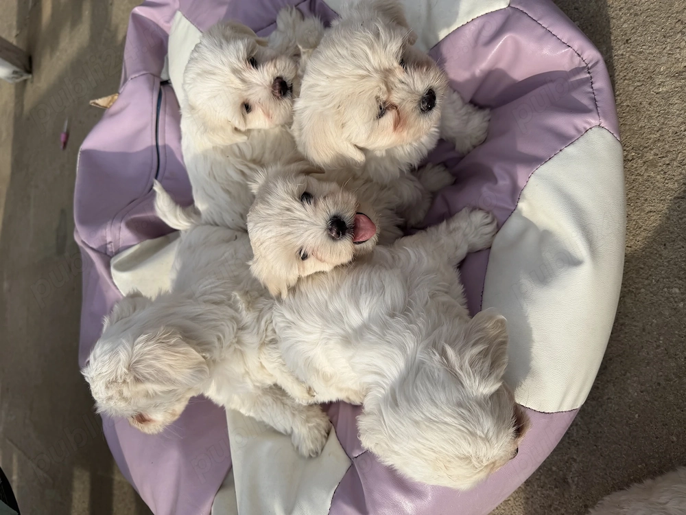 Bichon maltez 