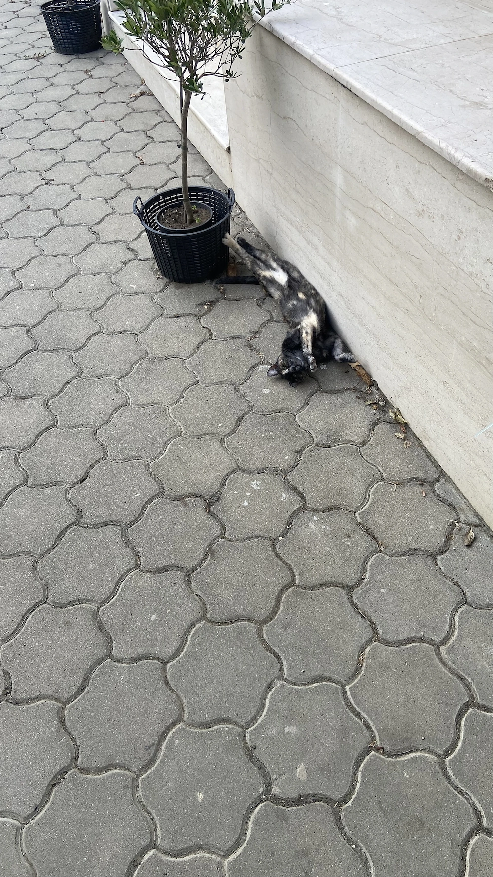 Donez pisica foarte blândă 