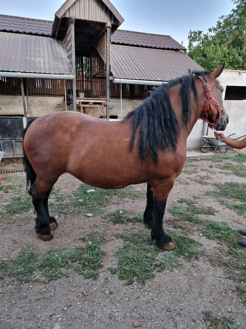 Iapa si o manza de vanzare