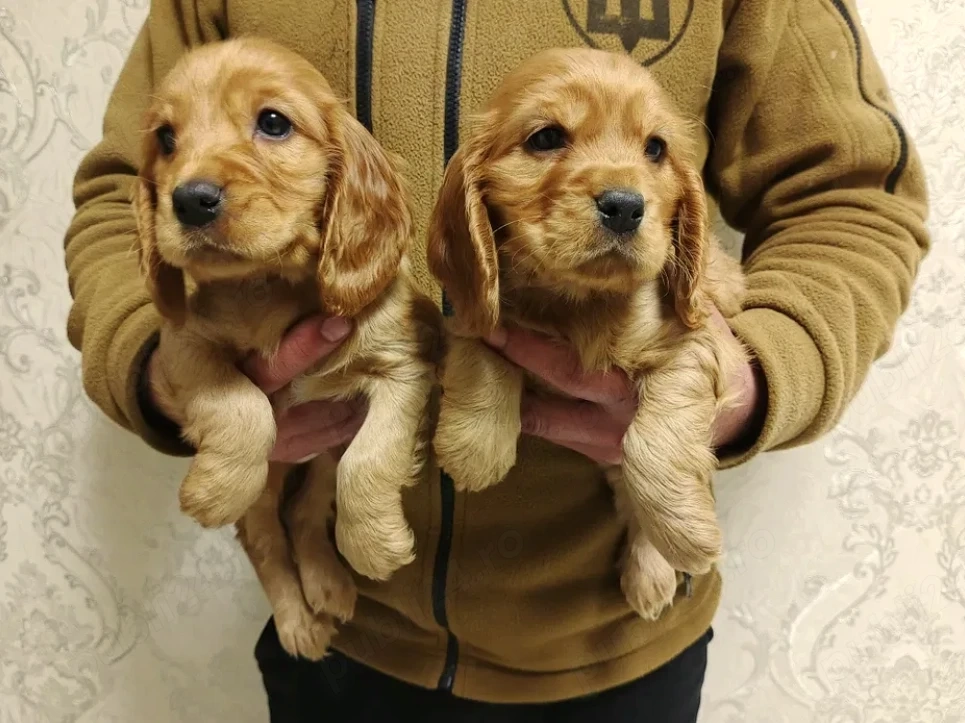 Cocker Spaniel - Canisa Autorizata