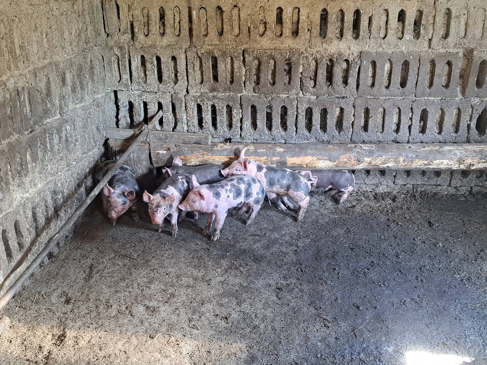 Purcei de vanzare