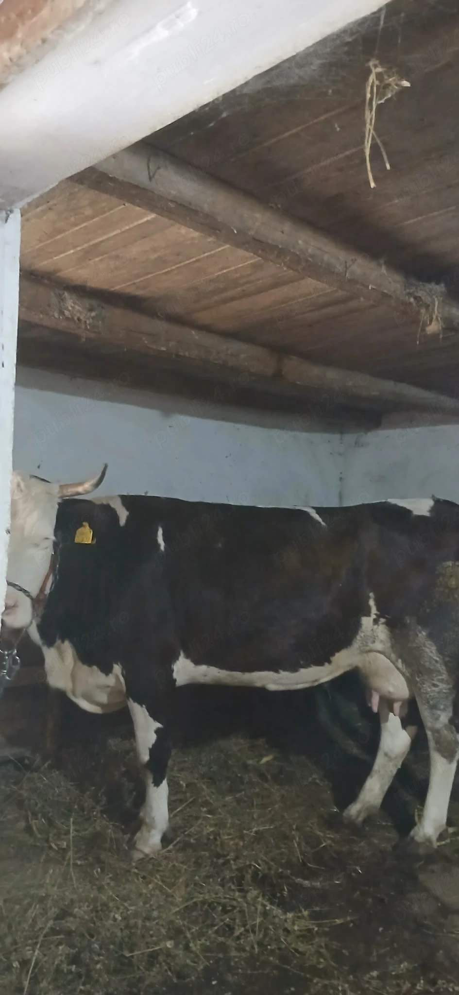 Vând vacă montată in 2 luni cu albastru belgian vaca are 6 ani bună de lapte .