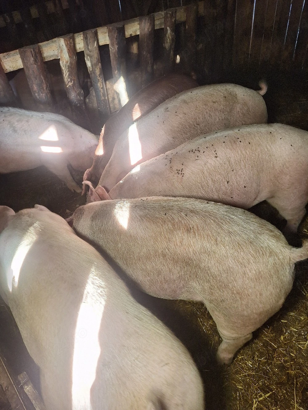 porci de vanzare 