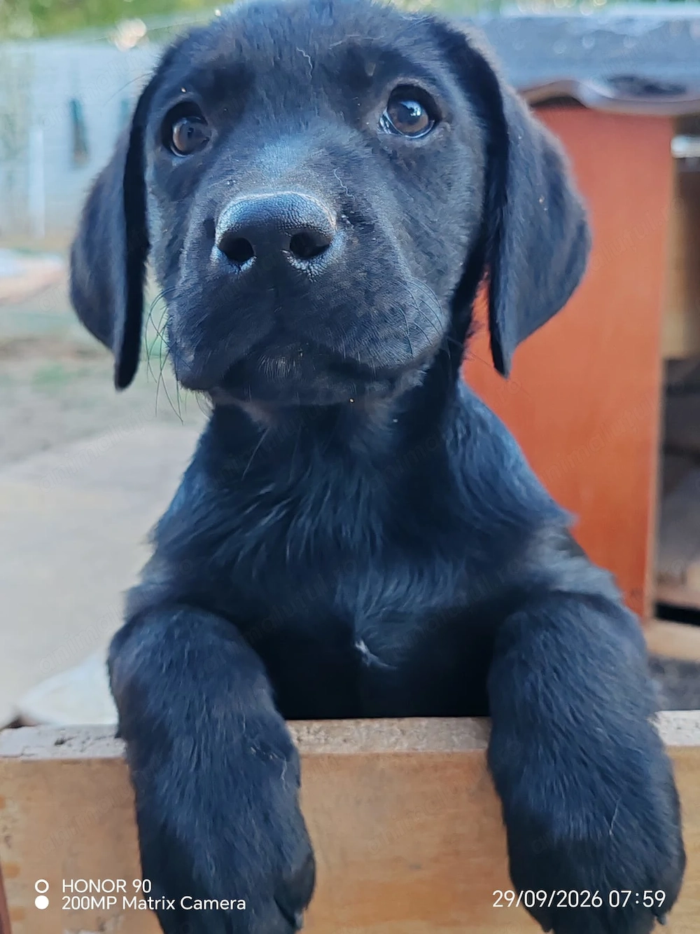 Pui labrador 2,5 luni