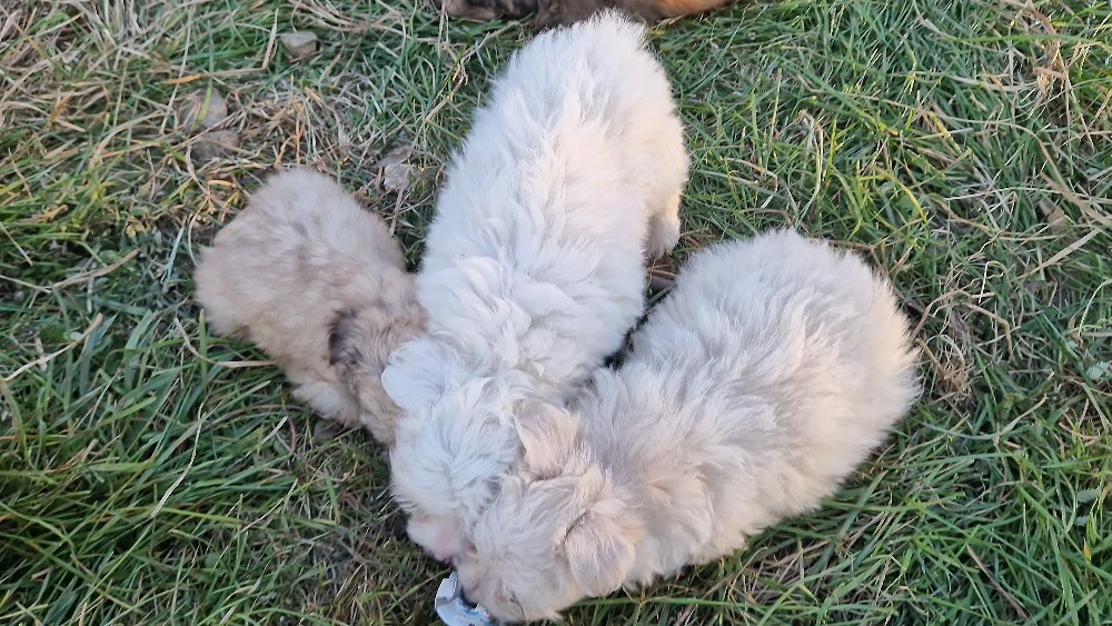 4 băieței și 3 fetițe Bichon maltez  