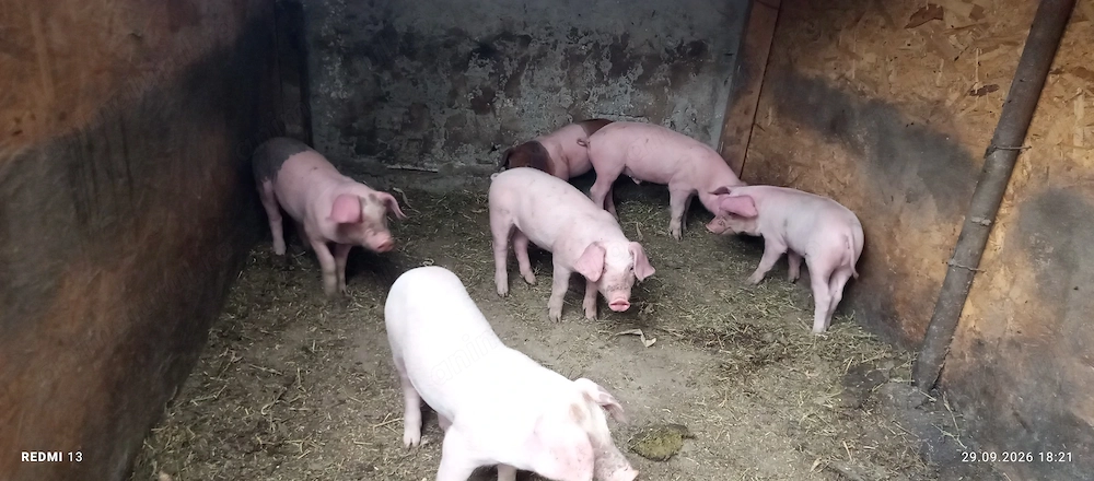 15 purcei înțărcați 