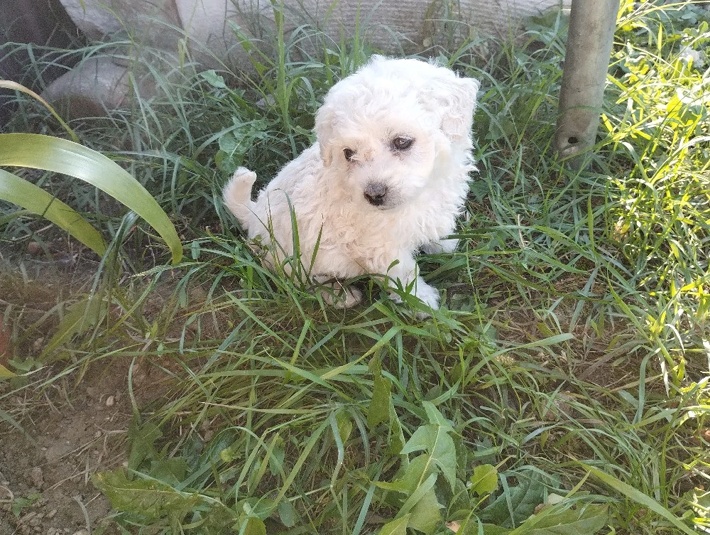 bichon maltez