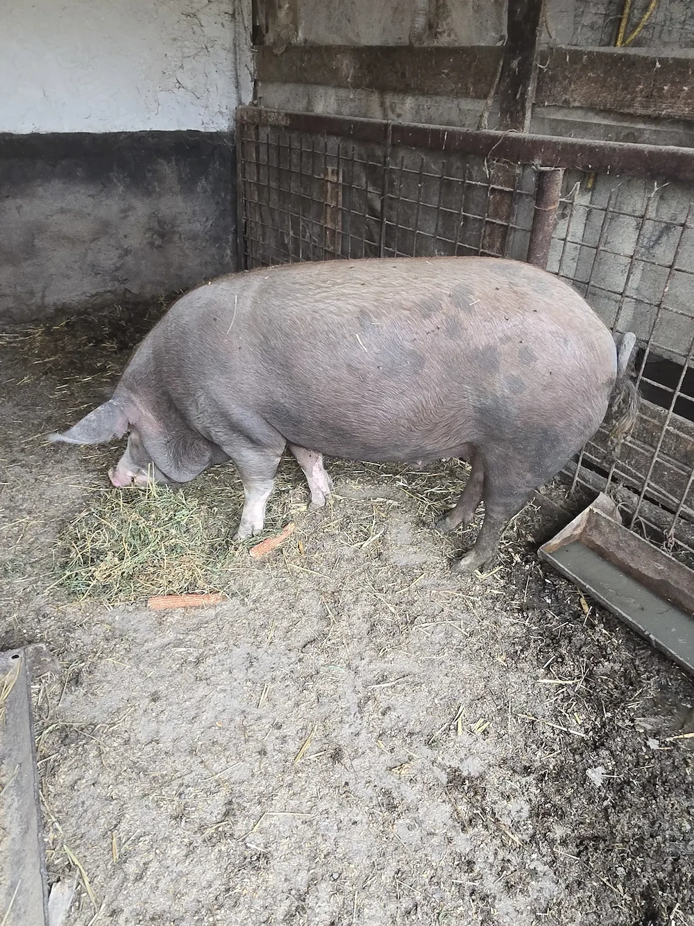 Se vinde porc 250 kg natural din rasa Duroc