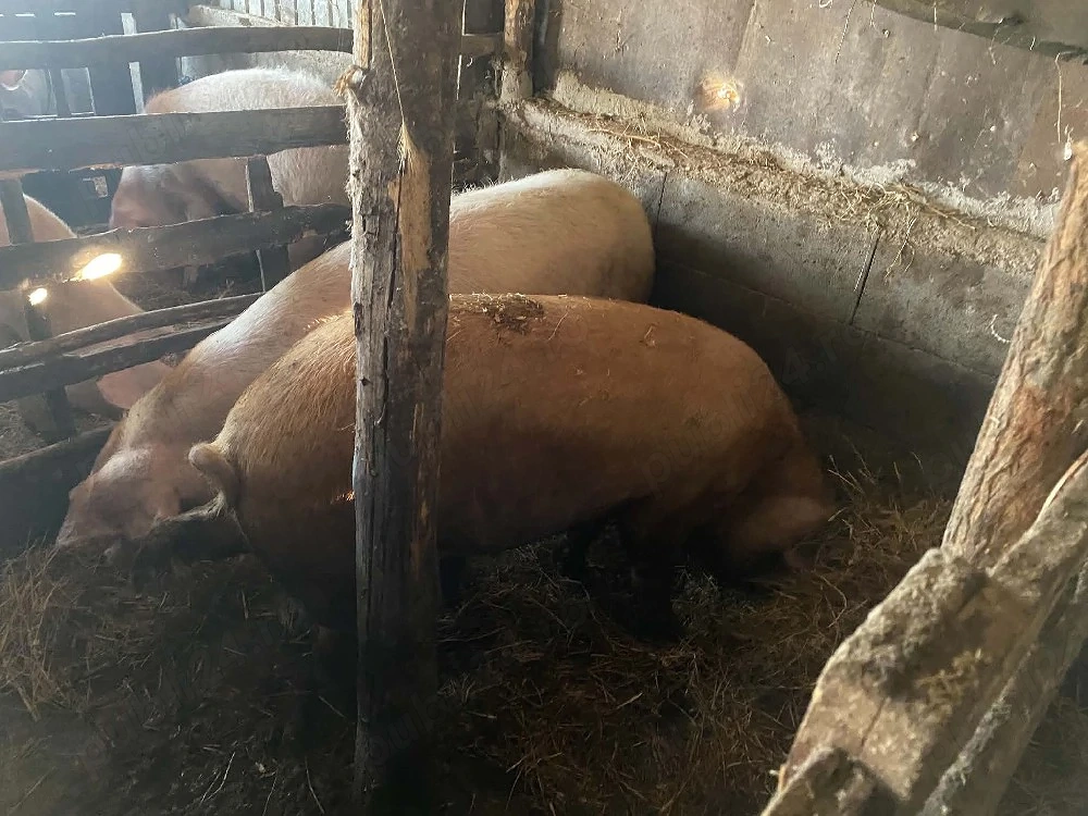 Porci mari 