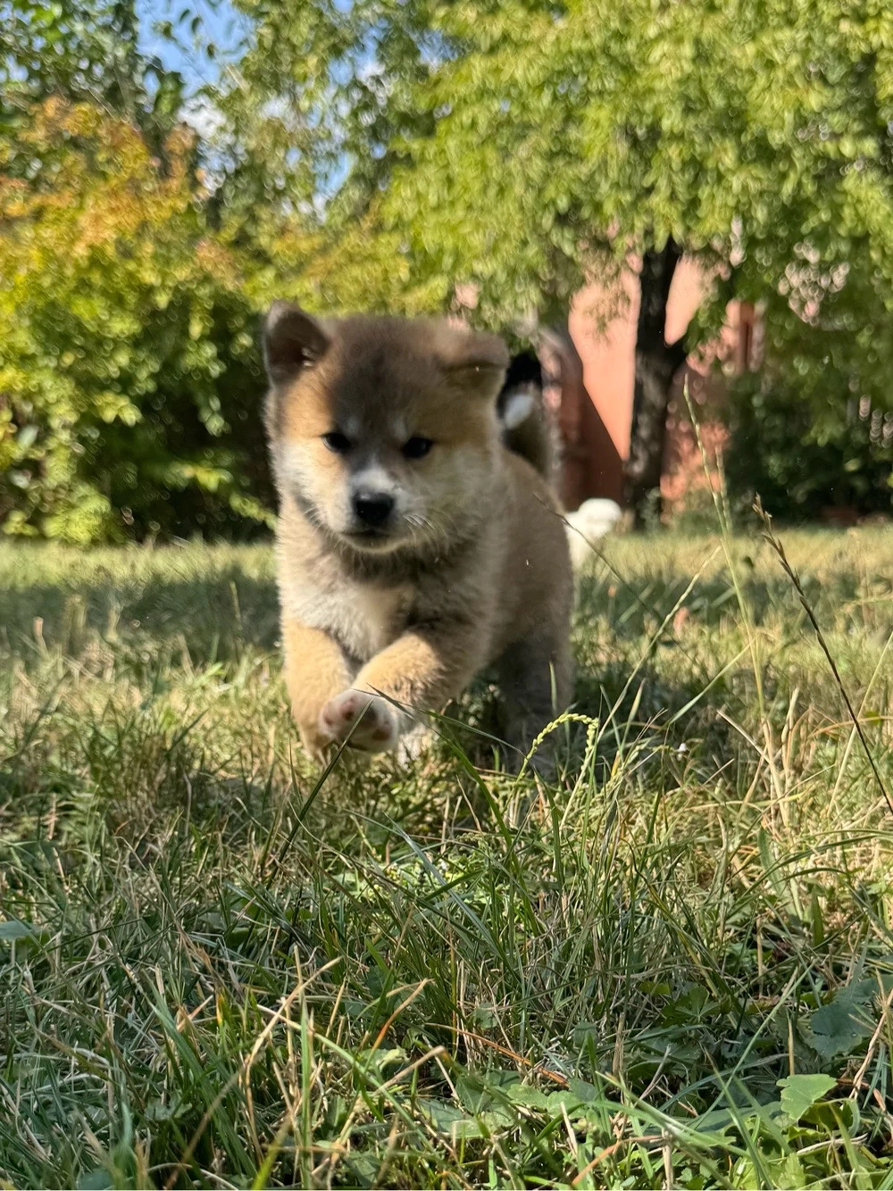 Pui Akita Inu 