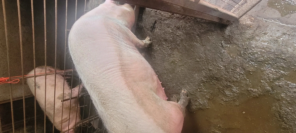 De vânzare 