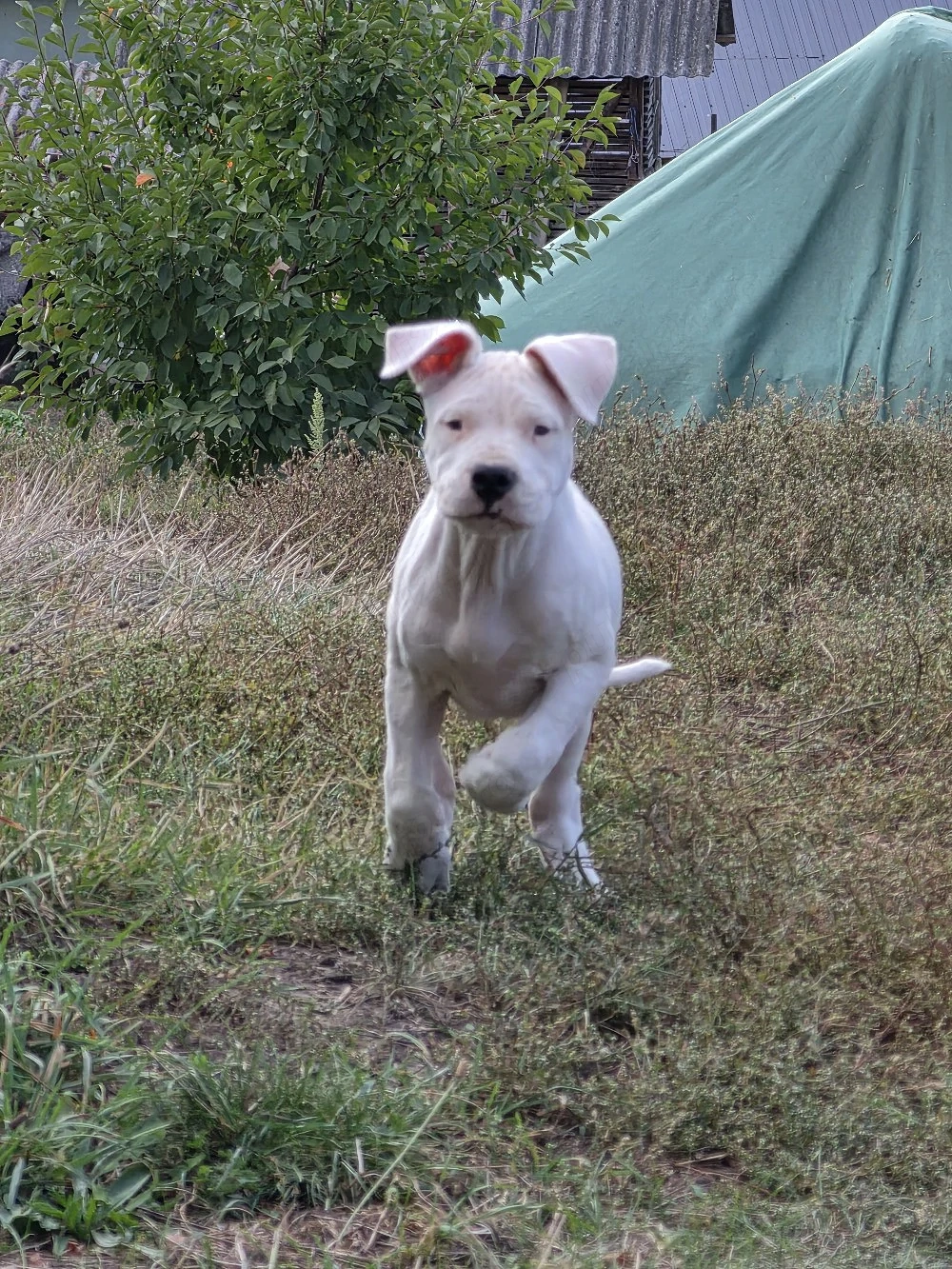 Dog Dogo Argentino