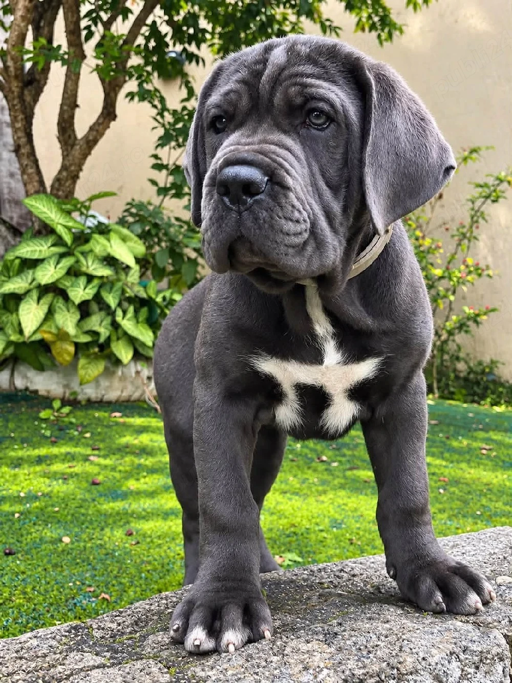 Cane corso disponibile 
