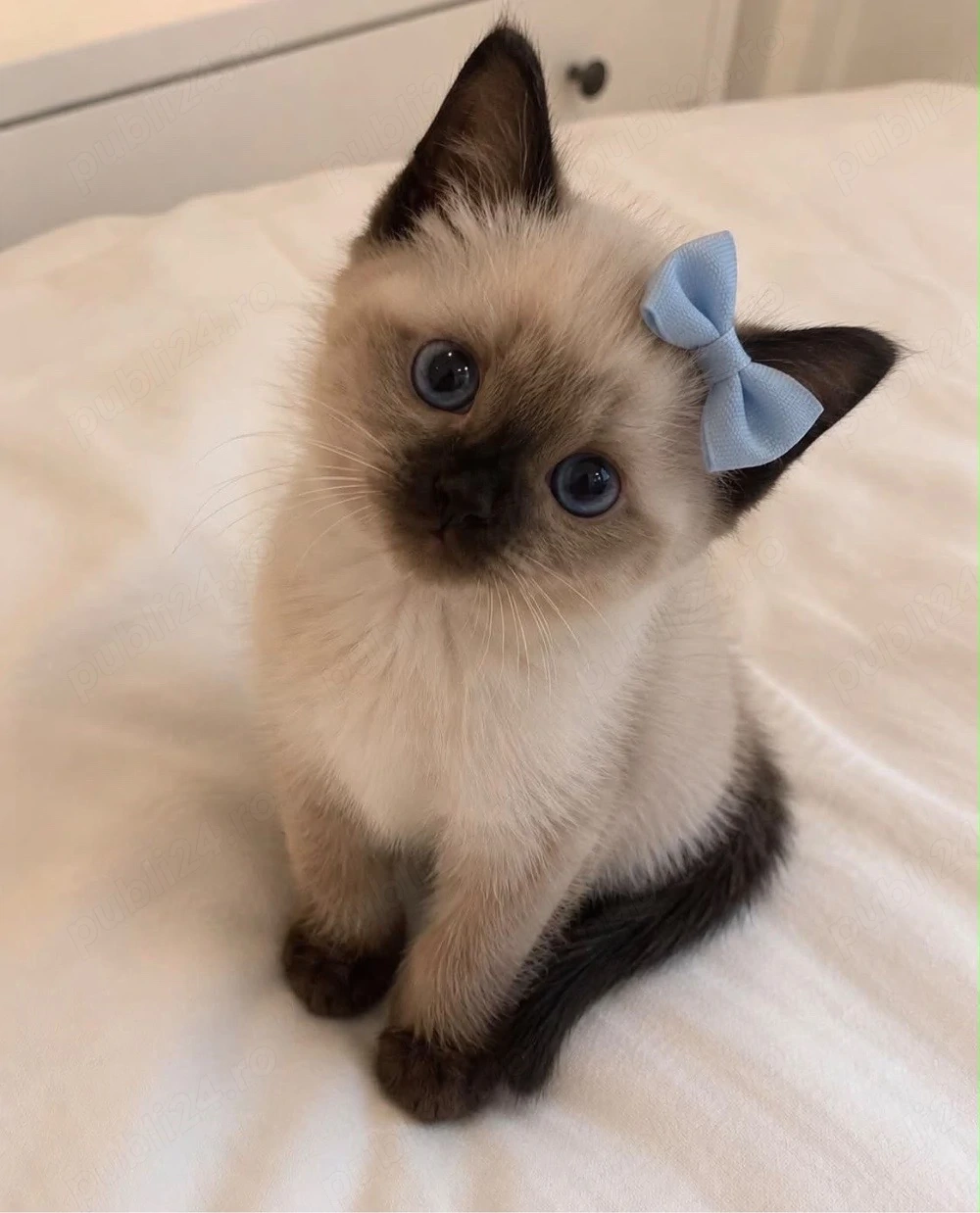 Ragdoll jucaus 