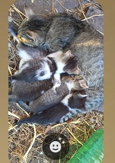 Puiuti de pisica
