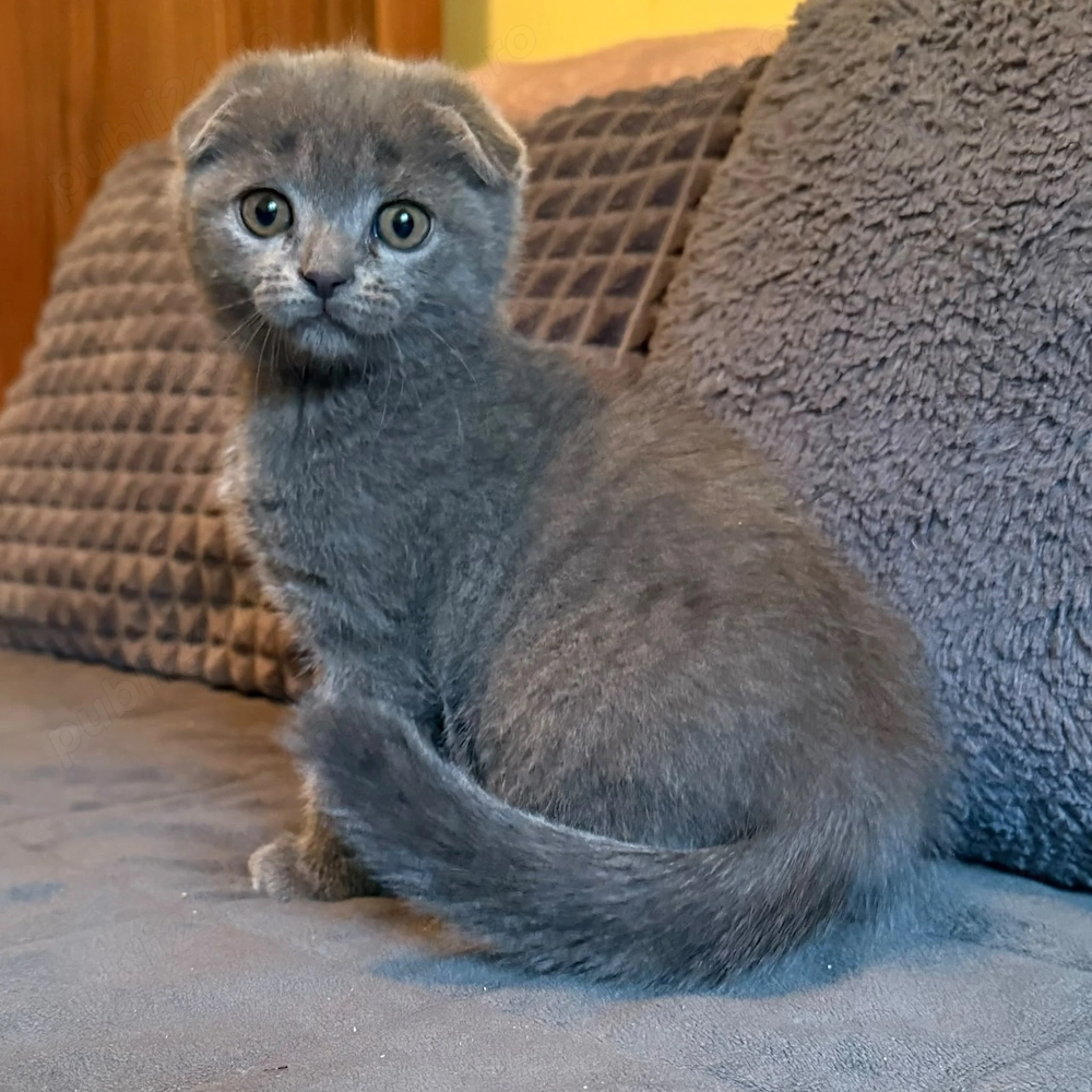 Pui scottish fold grey
