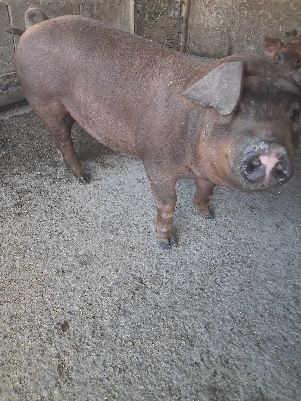 de vanzare un mascul 40..45 kg rasă duroc