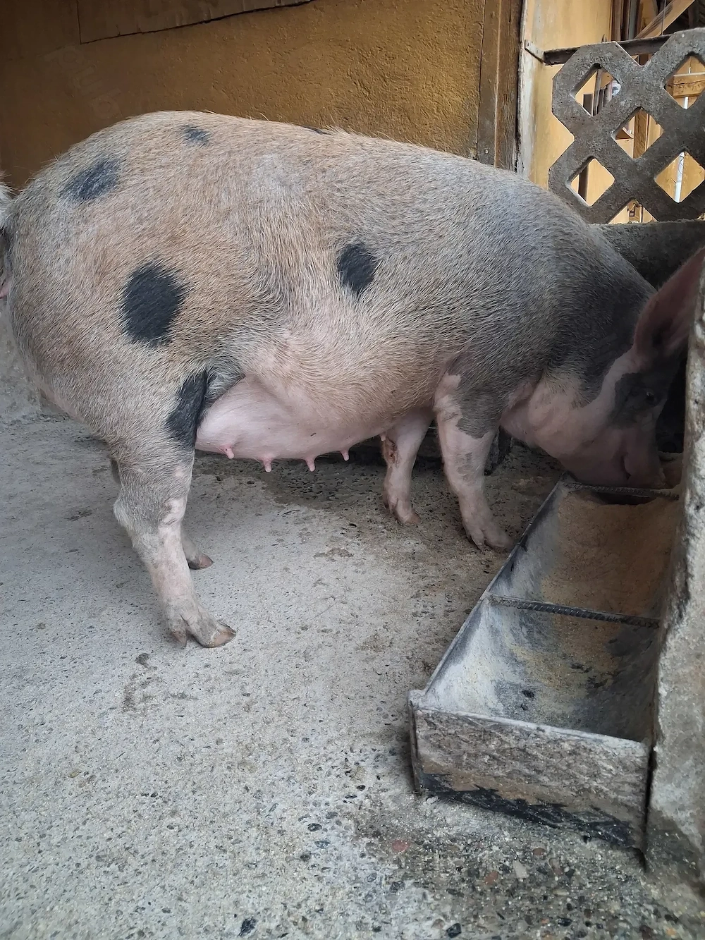 de vanzare scroafă  gestantă a doua fătare