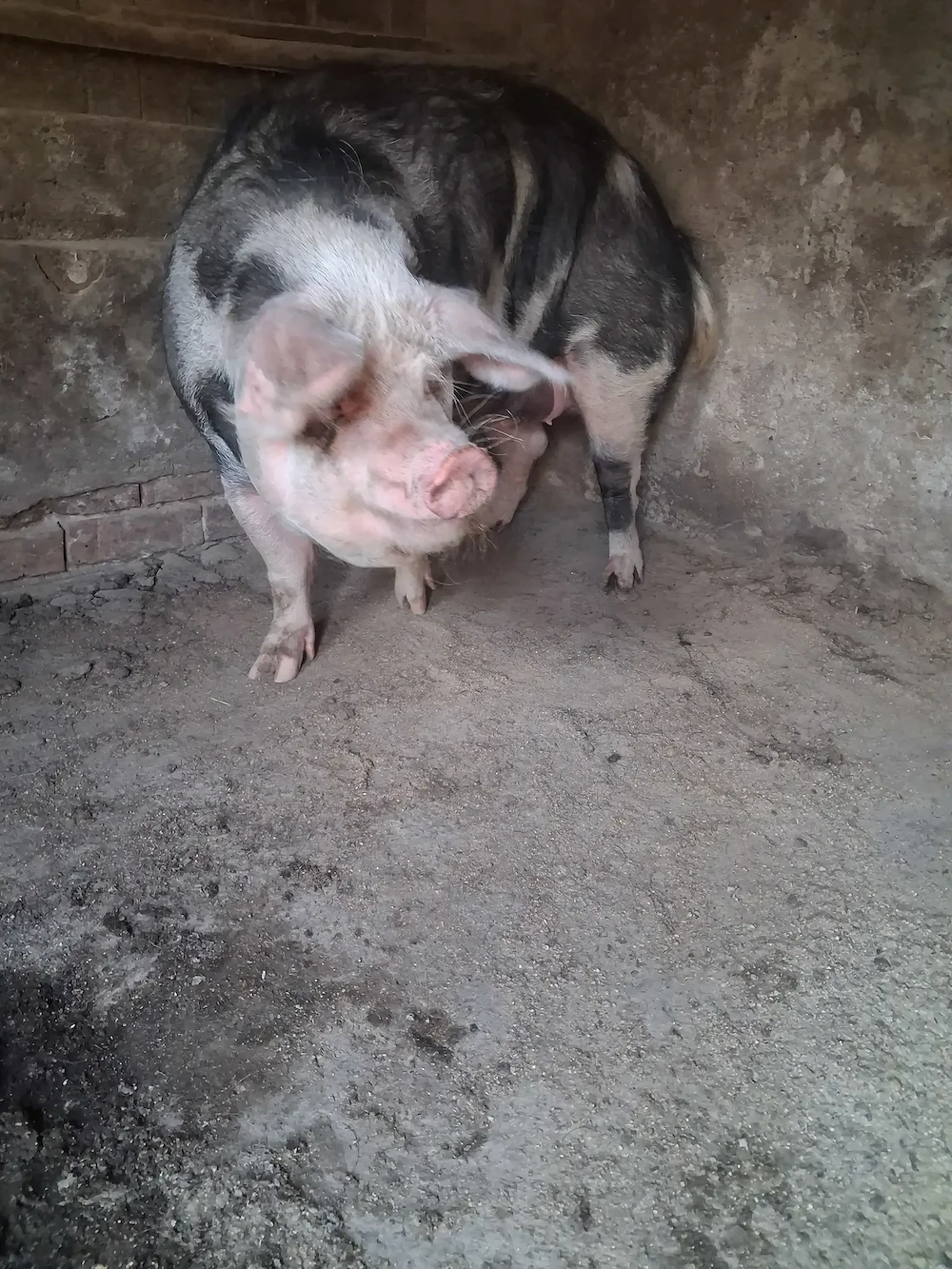 de vanzare scroafă 230..250  kg pentru sacrificat
