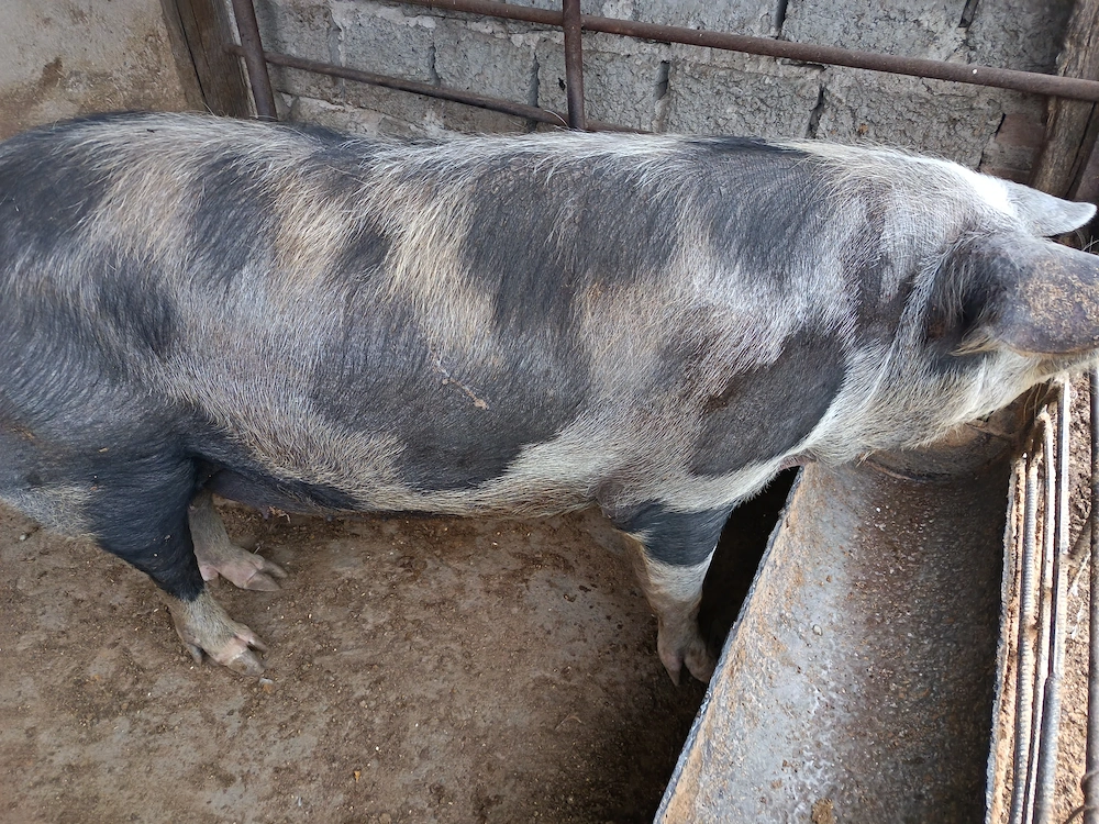 Porc de vânzare 