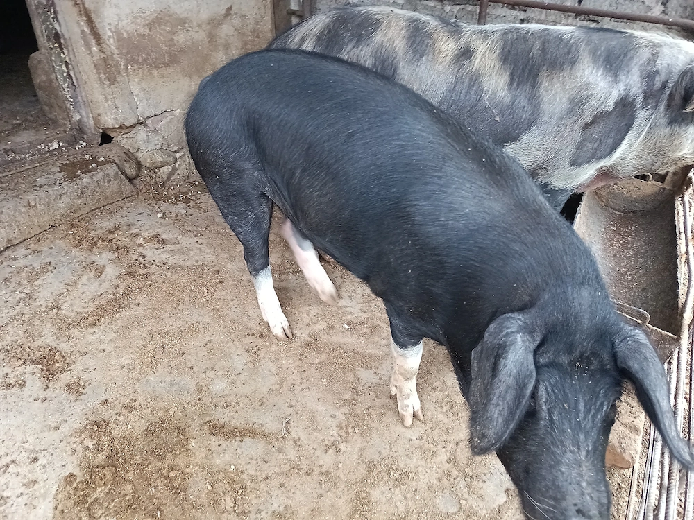 Porc de vânzare 