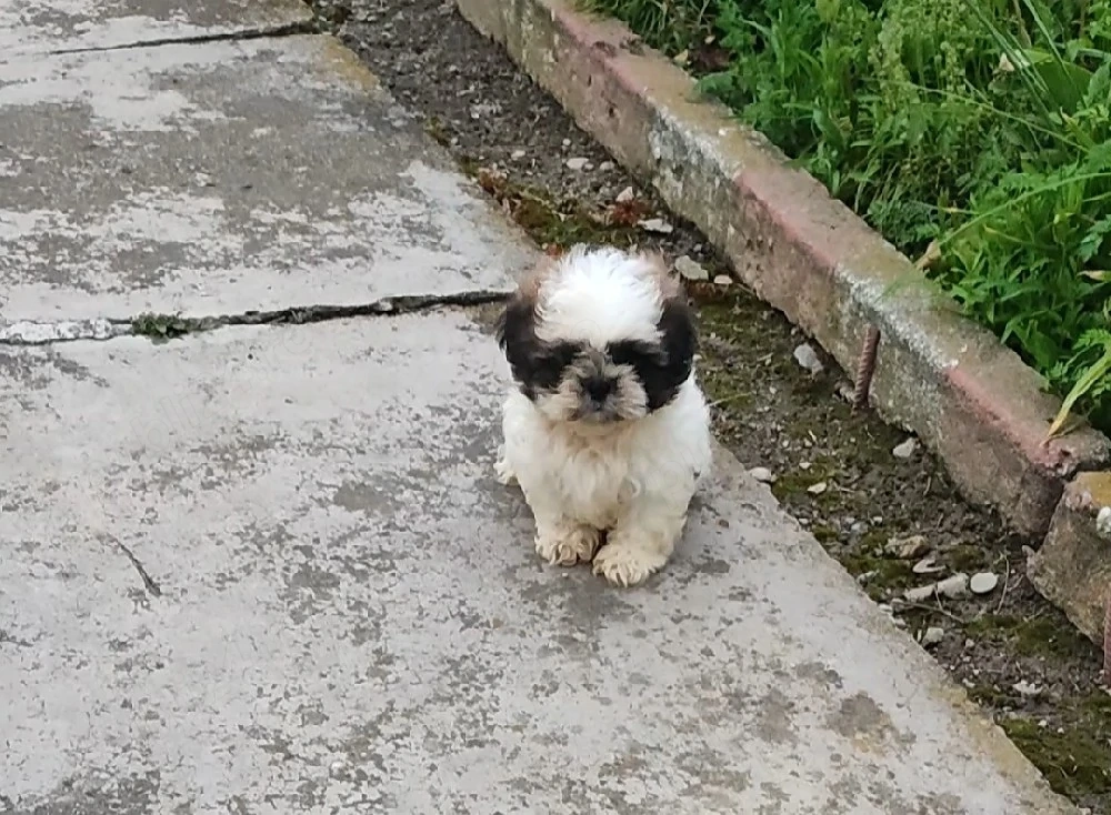 shih tzu talie mică ajut cu transport în țară contra cost