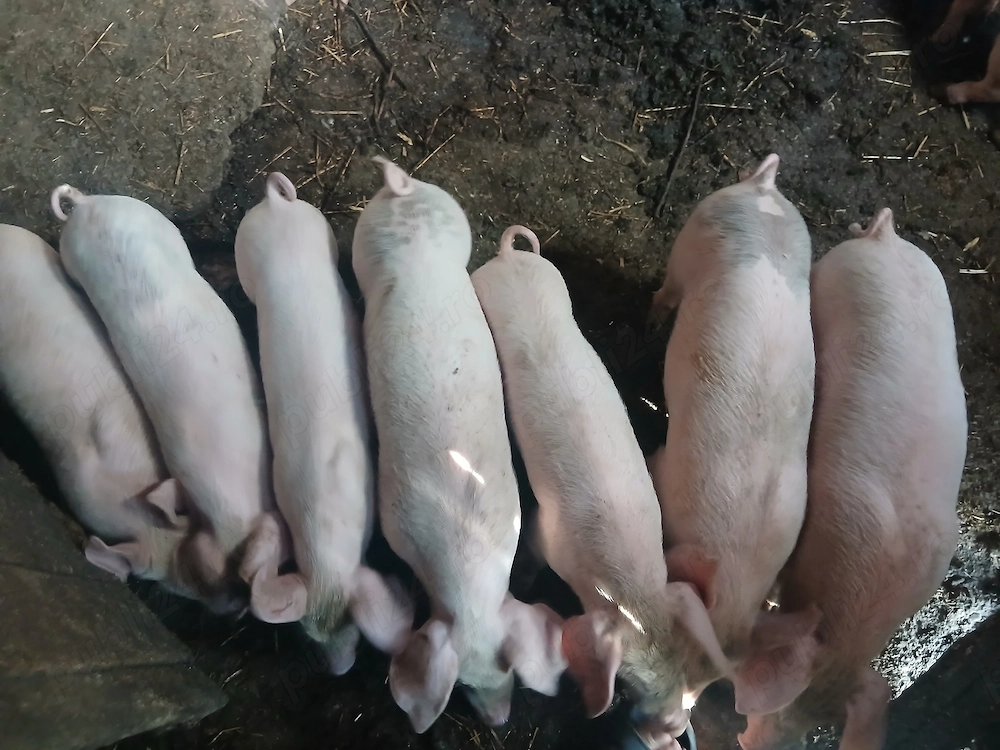 Vănd purcei Pietraini cu Marele Alb