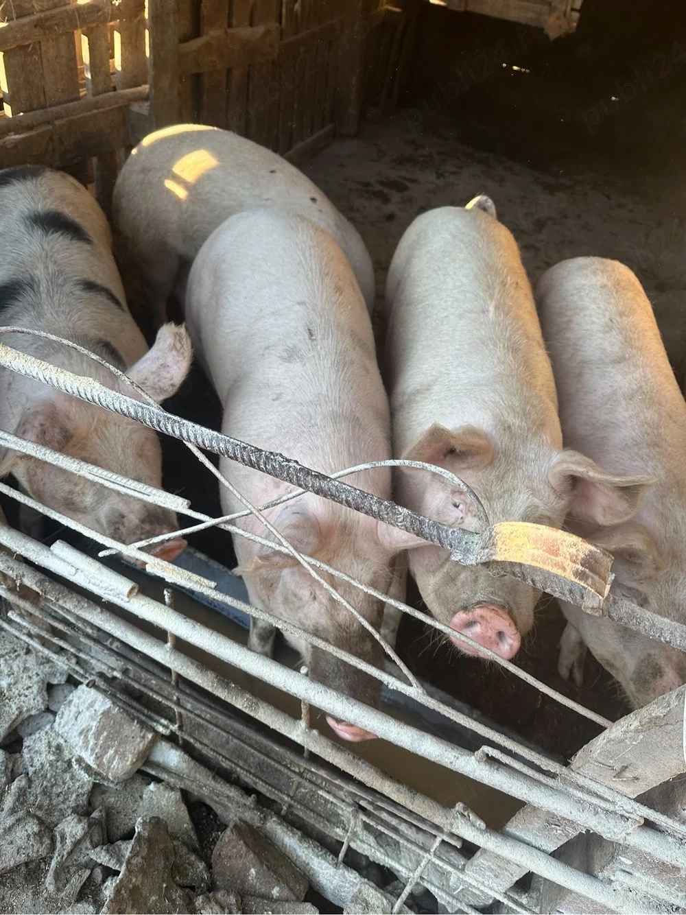 Vând 5 porci