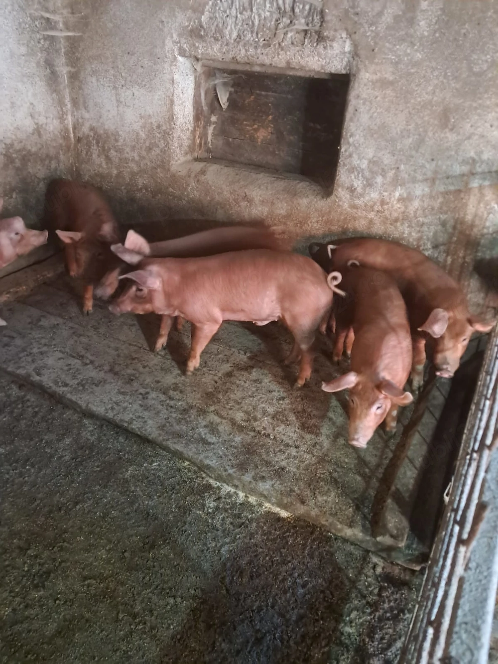 Porci 30-35 kilograme rasă duroc 