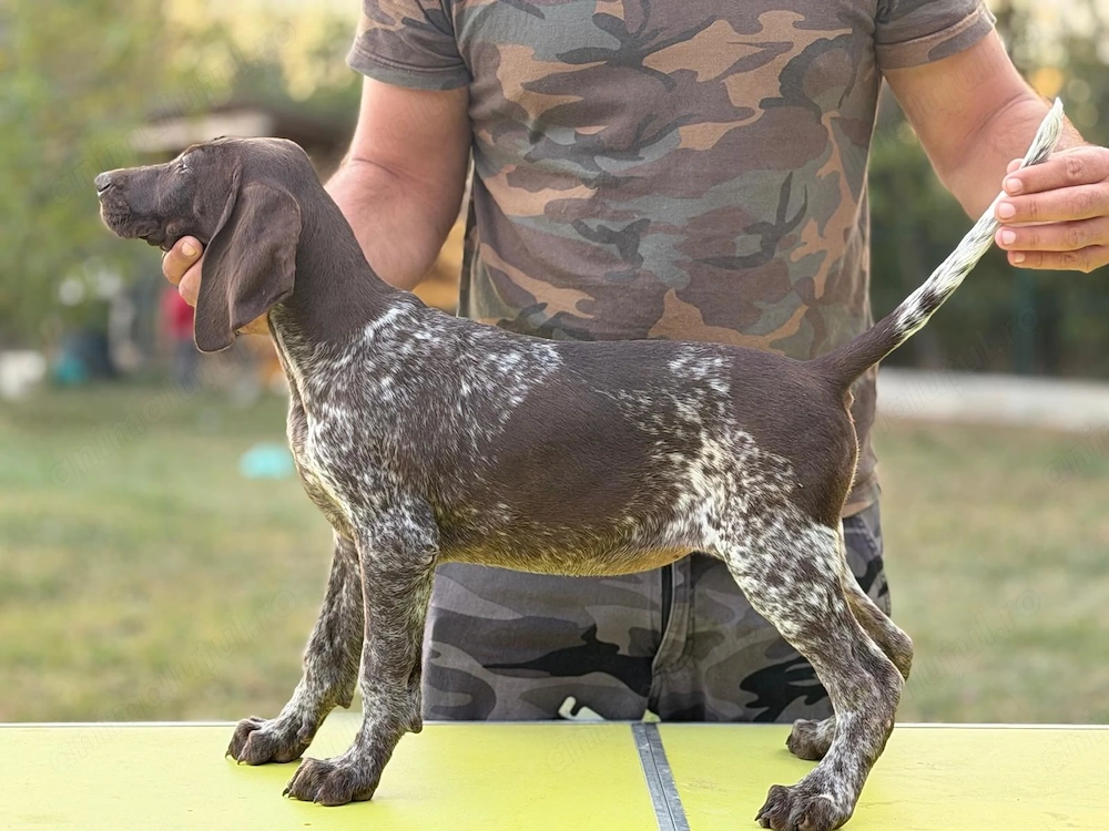 Brac german par scurt cu pedigree